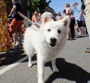 Amwell Fete and Dog Show