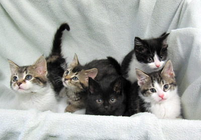 Madonna's kittens