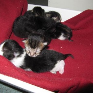 Madge's kittens